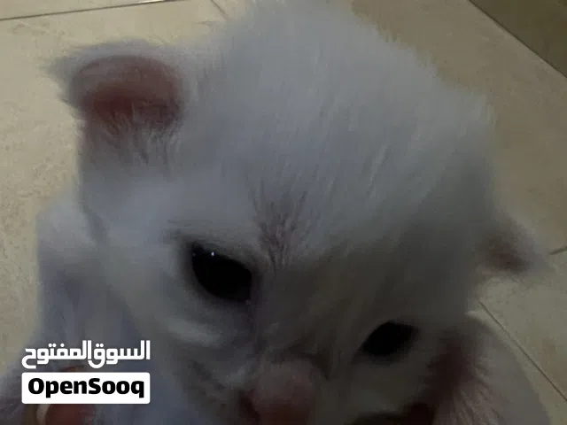 قطط للبيع مع الام