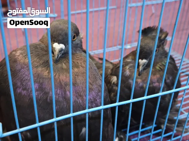 زوج شمسي (ذكر وأنثى)  بصحة جيدة، إنتاج ممتاز.