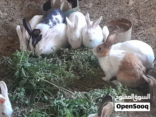 يوجدارانب اناثي وذكور فرنسيه