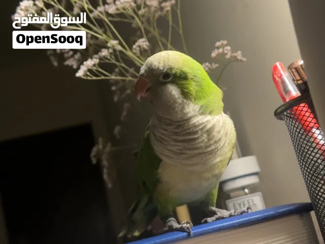 الطير ممتع جدًا ويدخل جو مع أهل البيت كويكر /  اليف جدا و مايخاف ولا يعض Quaker Parrot