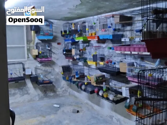 غرفه عصافير حب البادجي