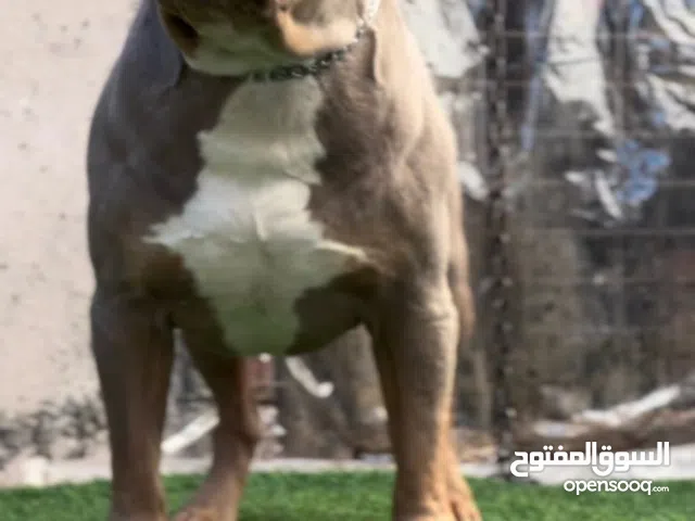 اميركان بولي XL