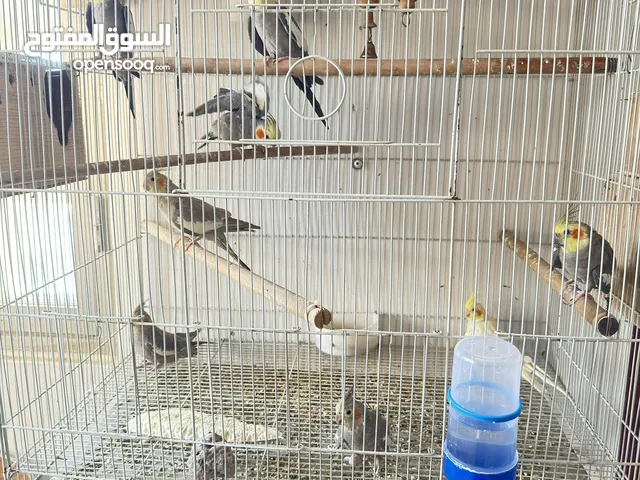 Parrot Four Pairs and one male and cage