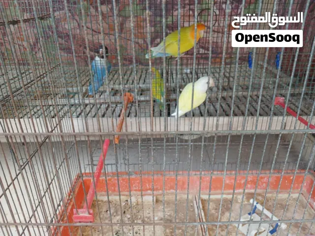 جوز روز و3 أجواز فايشر للبيع ب1500 مدحيات و مجربات