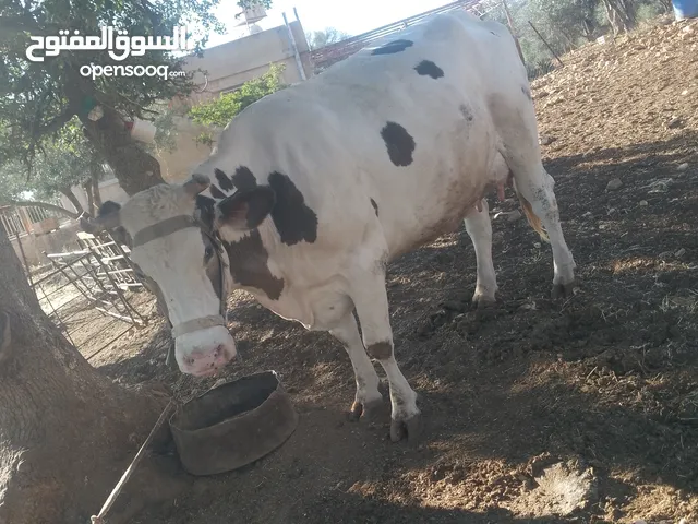 بقره لحم ضحيه