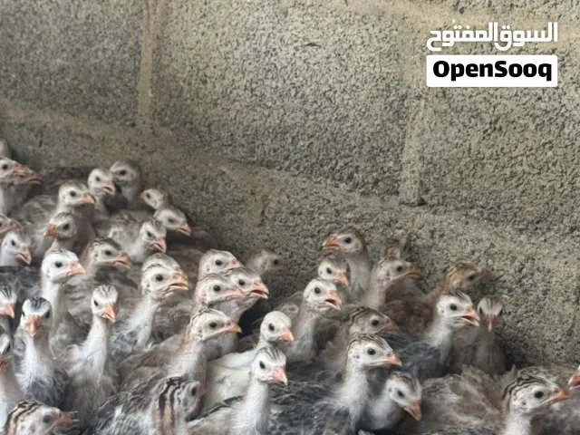 دجاج حبشي الاغلب لون احمر مميز