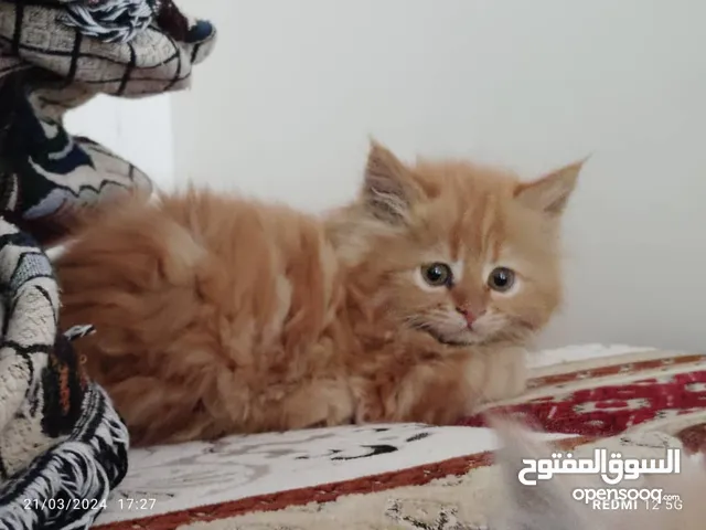 قطط شيرازي بيور صغير السن