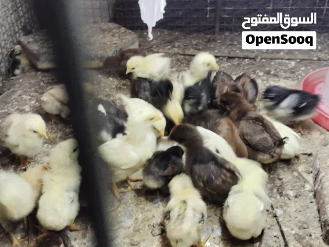 مطلوب بيض دجاج للتفقيس في حدود صحم بالسعر اقل من سوق