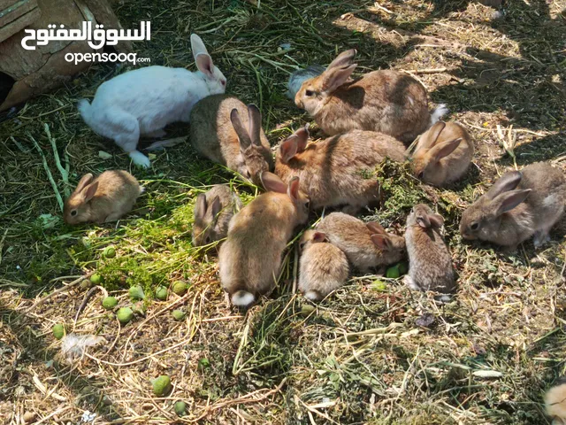 ارانب بلديه شغالة تربيه منزليه
