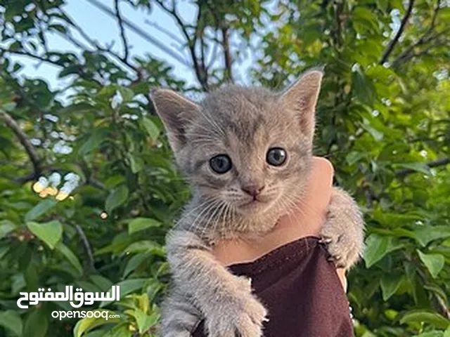 قط منزلي نوعة مكس