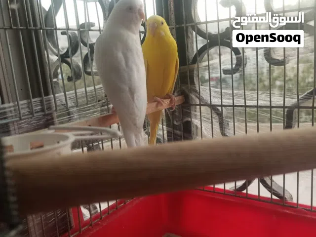 جوز حب تحتو فرخ