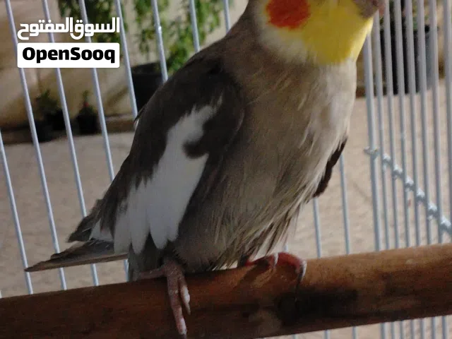 coktail bird male and parrot male
