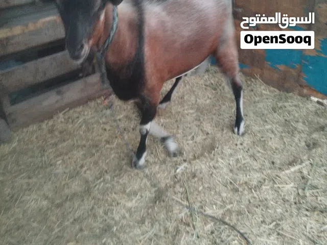 للبيع تيس فول سمنه يصلح للعيد ب180 ريال