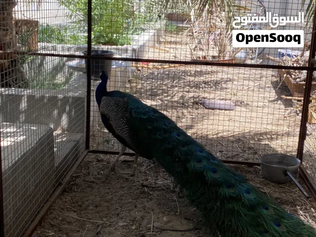 طاوؤس هندي للبيع