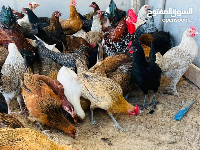 مطلوب دجاج كيف فاتح يدحي