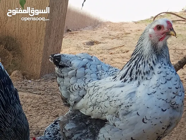 دجاج براهمى سبرايت