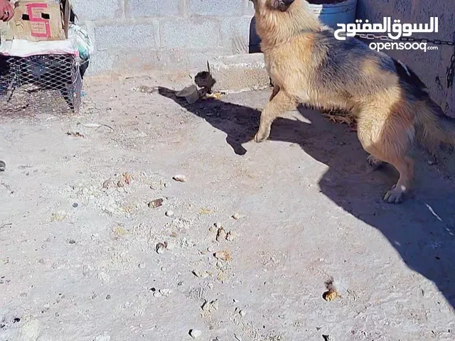 كلب جيرمن شرس سته مخالب