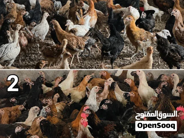 دجاج محلي الإعمار بين شهرين و 6 اشهر