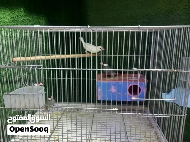 فناجس جاوا للبيع كلش حلوات ونظيفات   وبيهن مجال اذا شلع شوف وصف