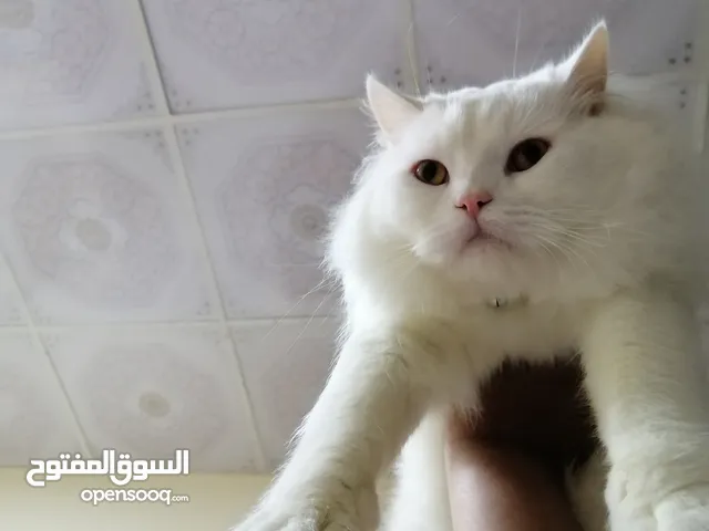 adoption of cat