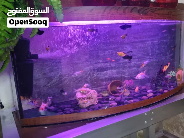 حوض سمك قياس 77 *33 كيرف شبه وكالة ,زجاج سميك سعته 40 لتر