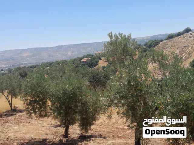 Residential Land for Sale in Salt Al Subeihi