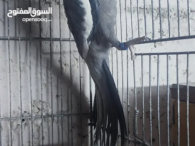 ذكر كوكتيل