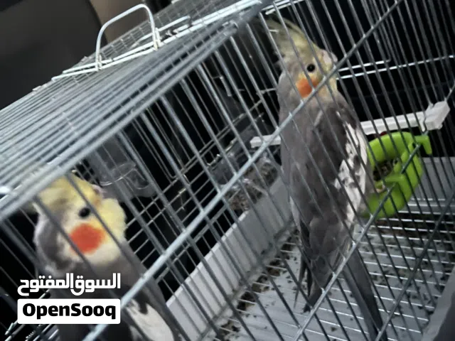 السلام عليكم سعر 260 دينار كوبيه مصوقره