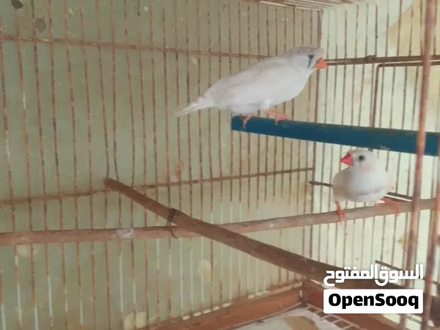 عصافير زيبراء للبيع