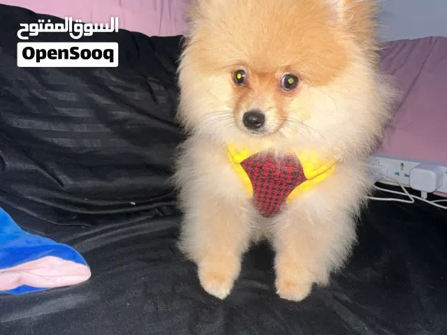 كلب بومرنيان أصلي (Pomeranian)