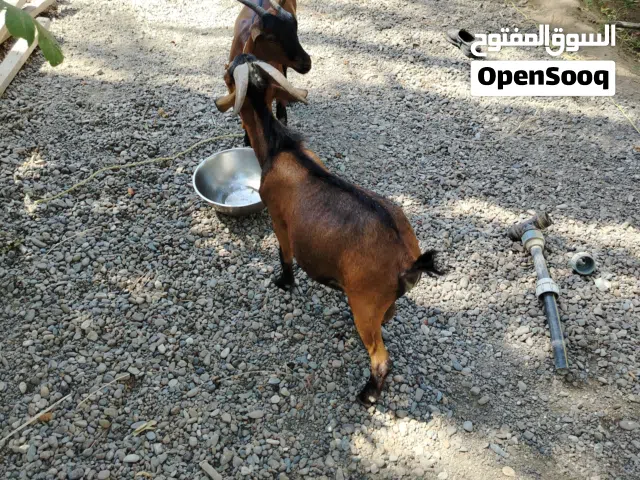 غنم قزم بلجيكي للبيع 300