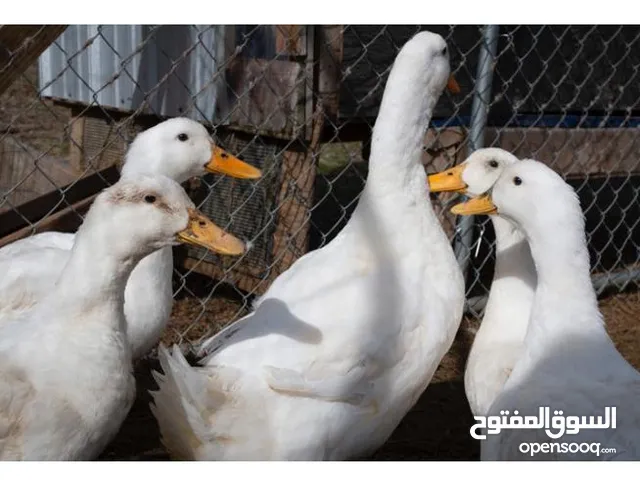 healthy Ducks Available