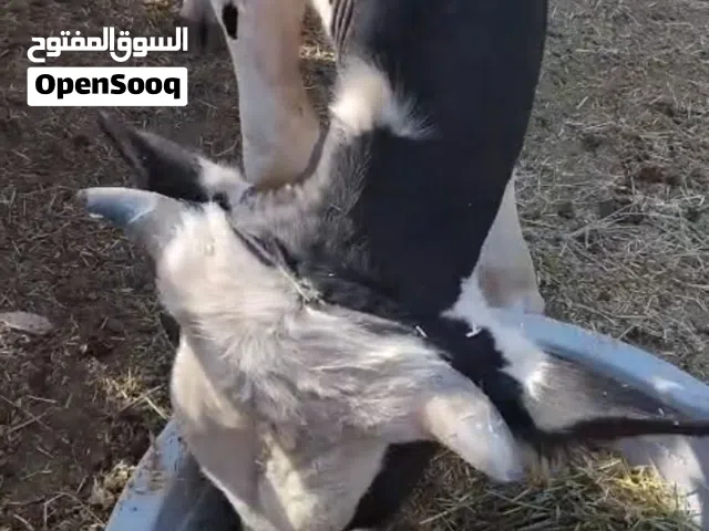 ثور هولندي للبيع