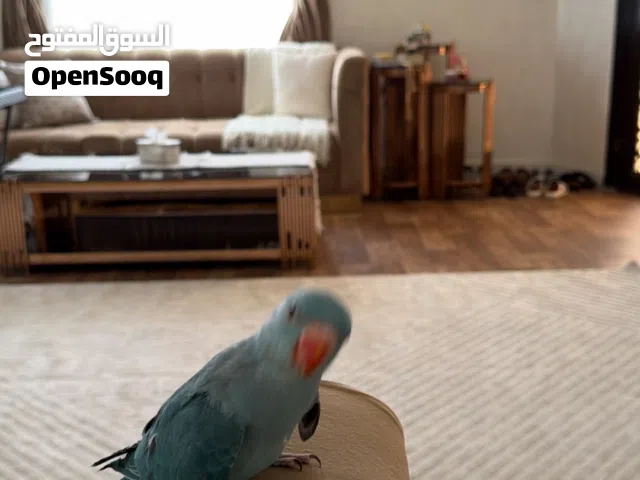دره ازرق ،