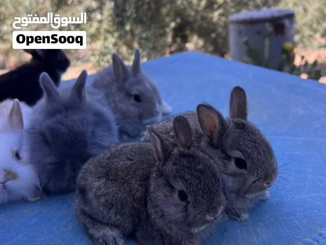 ارانب زينه مقزم وانجورا