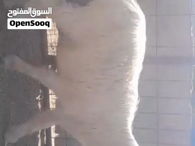 كبش للبيع نجدي 160