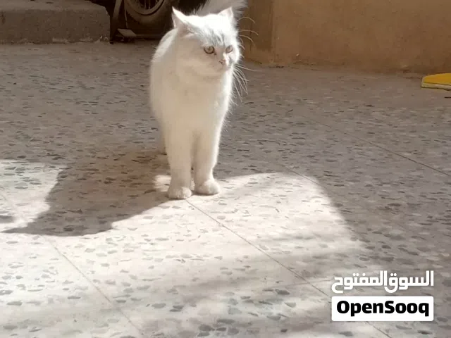 بزونة شيرازية بيضة الافتهة فول