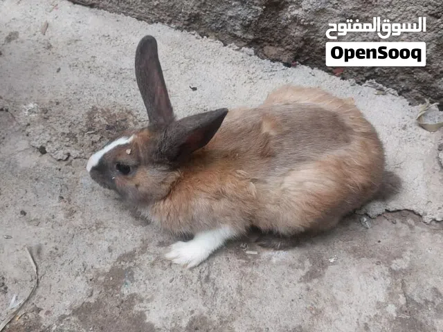 للبيع ارانب