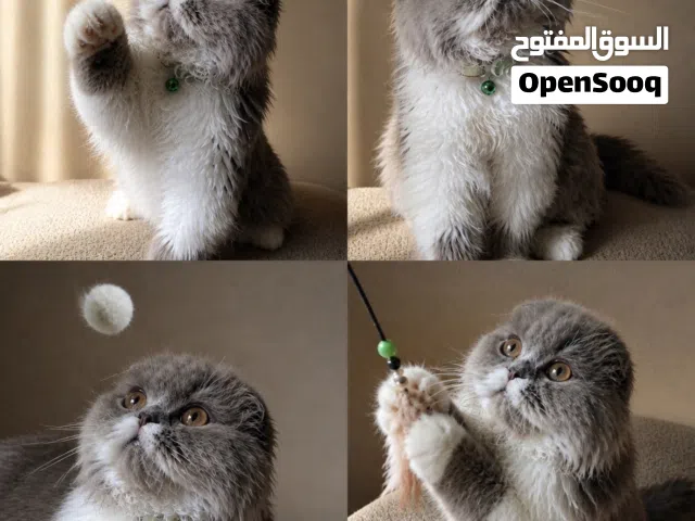 كيتين سكوتش تربل فولد