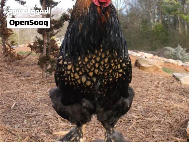 للبيع او البدل. اللوري مع قفصهم وكوخهم....