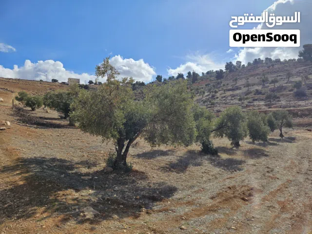 Farm Land for Sale in Jerash Qafqafa