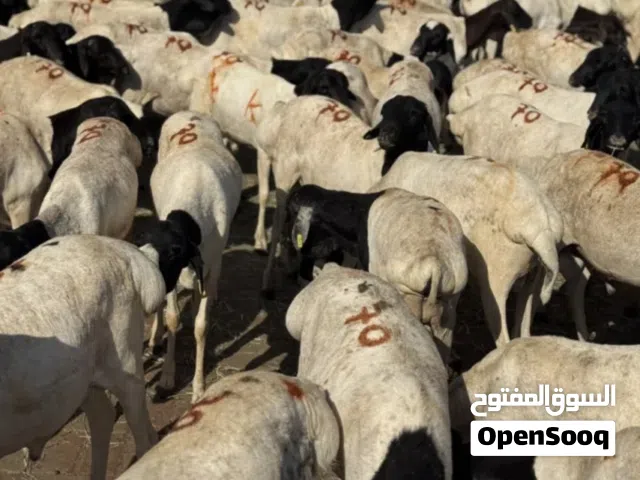 أغنام صومالية مختلفة الأحجام الاوزان 8كيلو9كيلو10كيلو15كيلو ومتوفر جميع الأحجام
