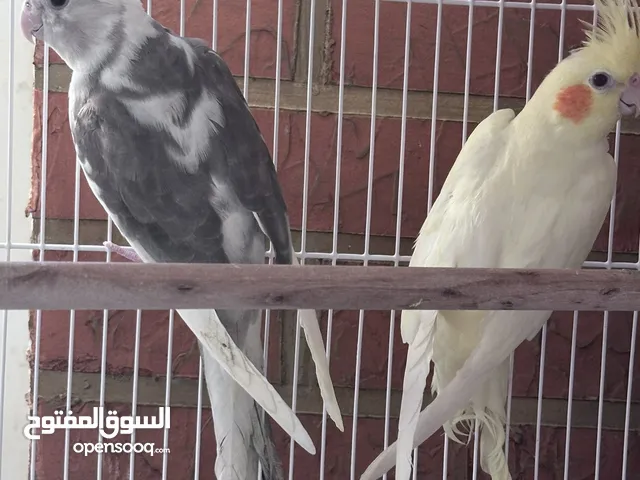 زوج طيور كوكتيل محلي