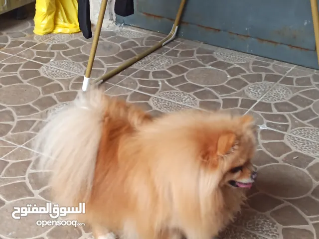 للبيع تفاصيل عل خاص واتس اب