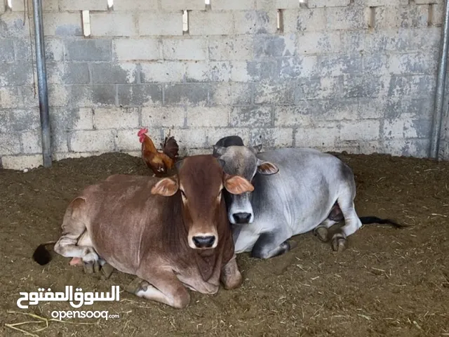 للبيع ثور للعيد مطعوم سنه تقريباً