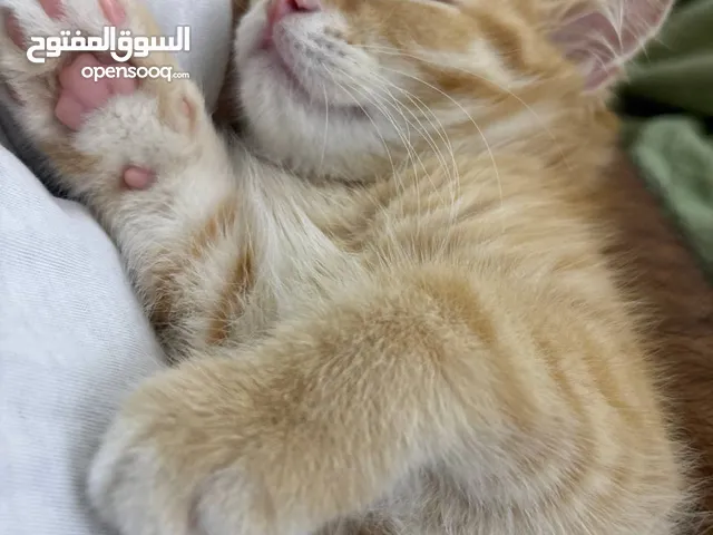 4-5month old male ginger kitten healthy and cute