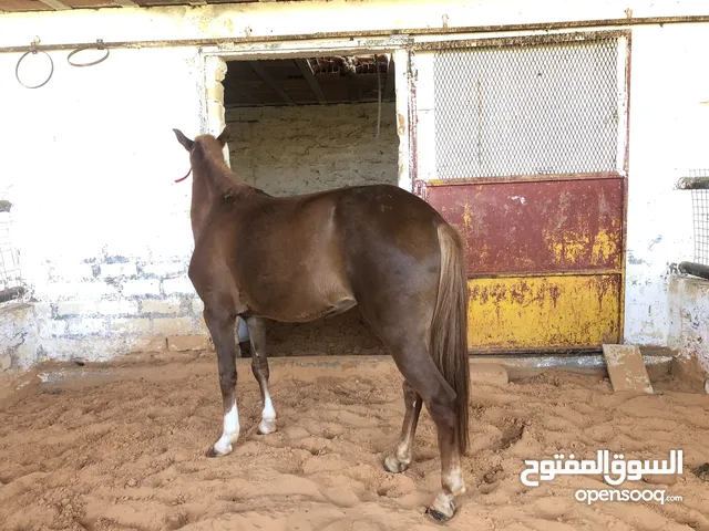 فرس اوروبيه عمر 3.5 مستعجل في بيع