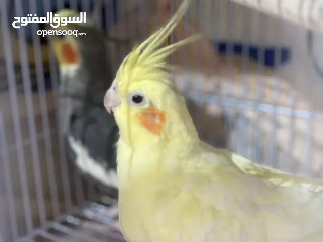 طيور كوكاتيل زوج للبيع 350 ريال مافي تخفيض منقص اخر شي زوج