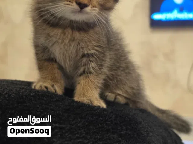Scottish Fold Kittens Available for Adoption