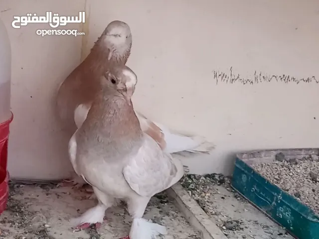 جوز حمام صابونيات حلوات للبيع شغلات مكفولات